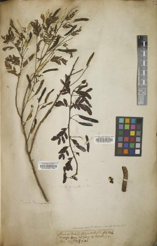 Chamaecrista lineata var. jamaicensis (Britton) H.S.Irwin & Barneby - BM000593810