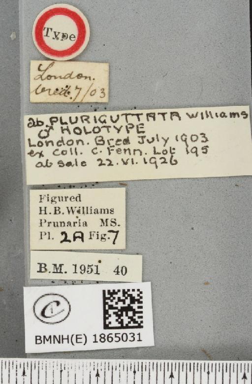 Angerona prunaria ab. striolata Klemensiewicz, 1913 - BMNHE_1865031_label_430697