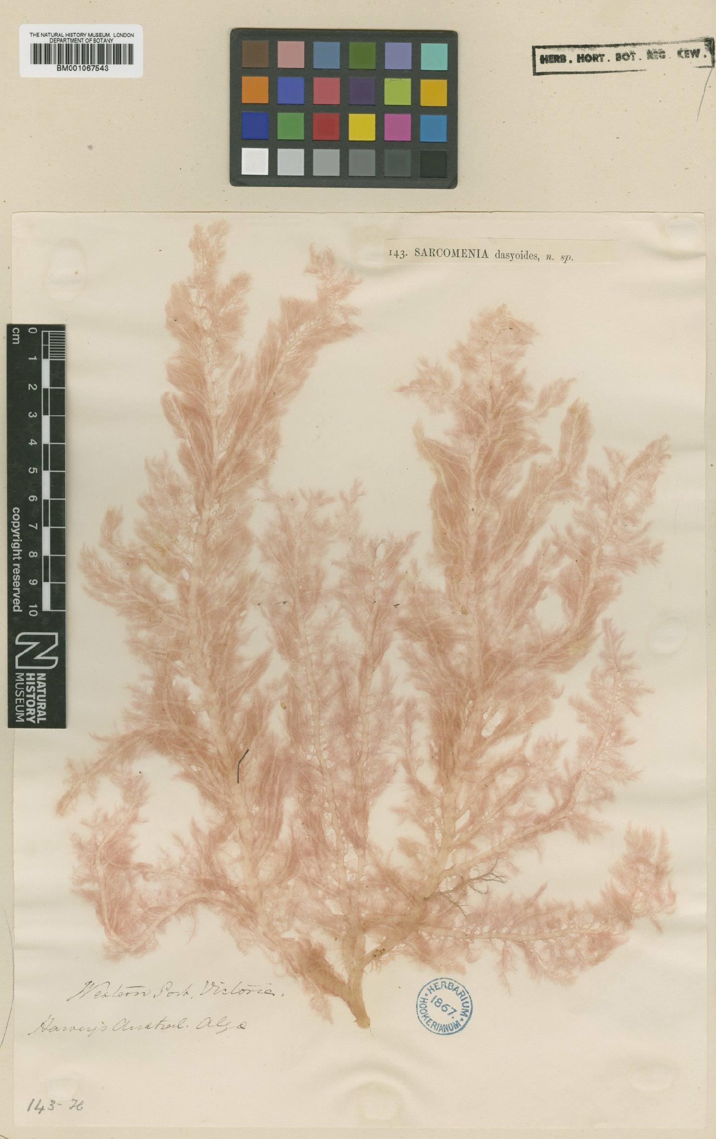 To NHMUK collection (Platysiphonia victoriae (Harv. ex J.Agardh) Shepley & Womersley; NHMUK:ecatalogue:2301526)