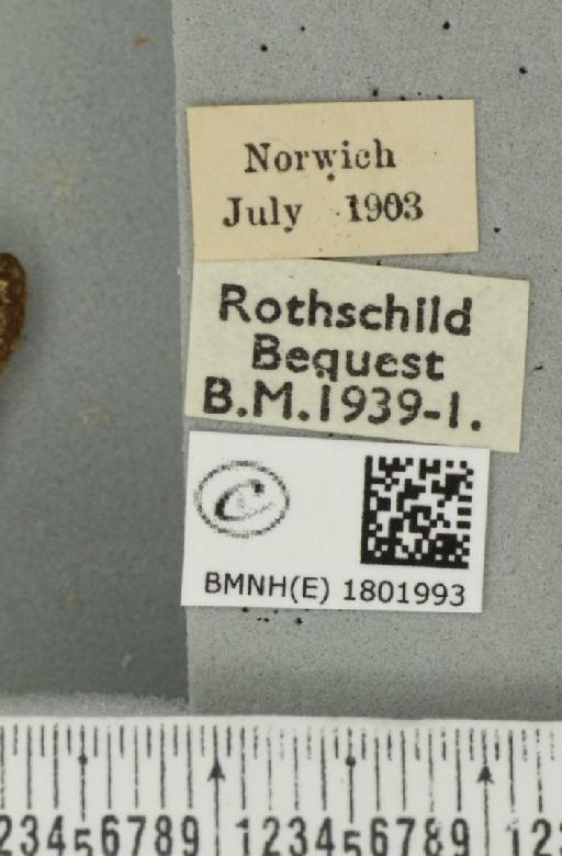 Pasiphila rectangulata ab. nigrosericeata Haworth, 1809 - BMNHE_1801993_label_378048