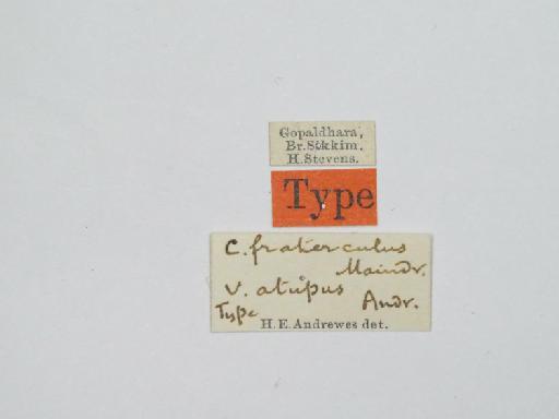 Chlaenius (Chlaeniellus) fraterculus atupus Andrewes, 1923 - Chlaenius_fraterculus_atupus_Type_labels_NHMUK013882958