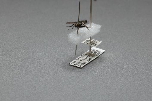 Sarcophaga (Myorhina) villeneuvei Boettcher, 1912 - 015092576_additional_3