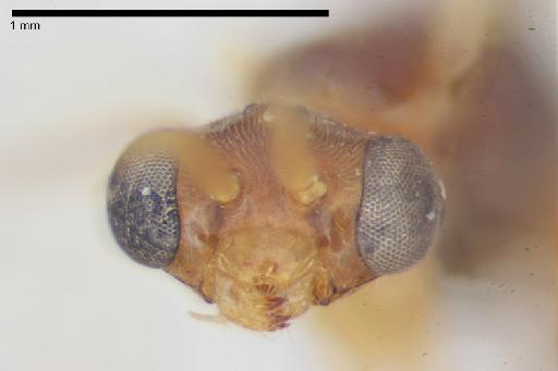 Thaumatodryinus rufus Richards, 1951 - 010576174-NHMUK-Thaumatodryinus_rufus-holotype-female-head-face-8_0x.tif