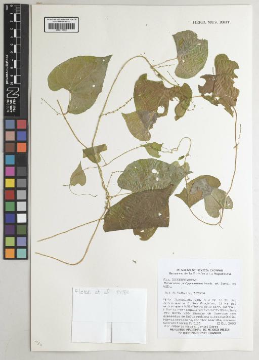 Dioscorea polygonoides Humb. & Bonpl. ex Willd. - 001191127