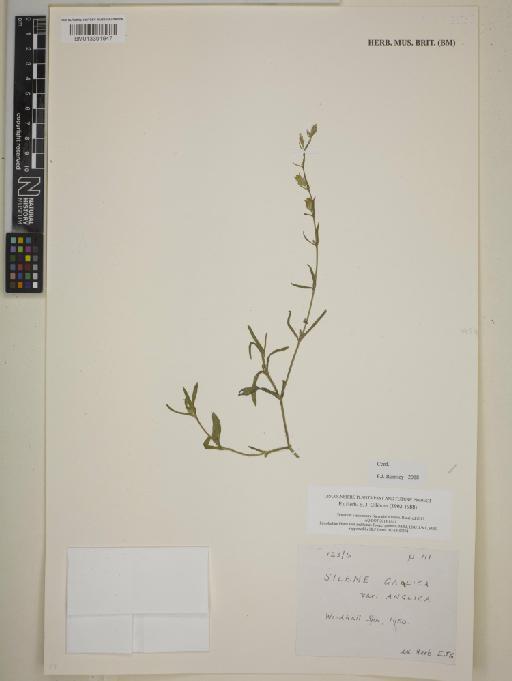 Silene gallica var. anglica L. - BM013391947