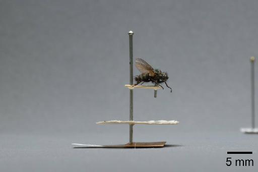 Sarcophaga (Myorhina) nigriventris Meigen, 1826 - 015091799_lateral