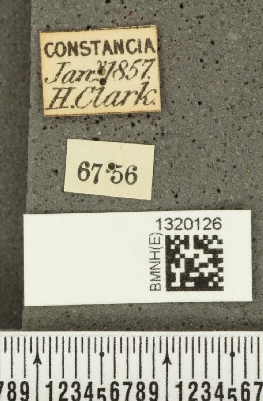 Diabrotica sinuata (Olivier, 1789) - BMNHE_1320126_label_17656