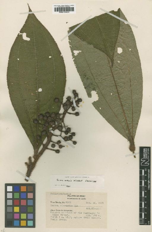 Tococa guianensis Aubl. - BM001008224