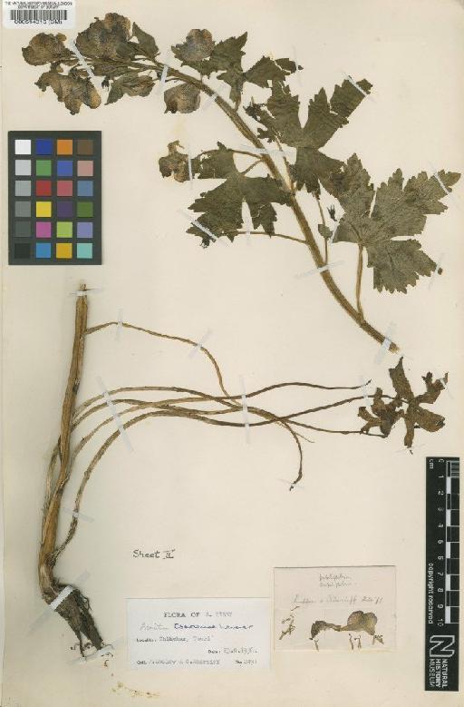 Aconitum tsariense Lauener - BM000514316