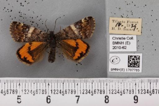 Archiearis parthenias (Linnaeus, 1761) - BMNHE_1707785_277636