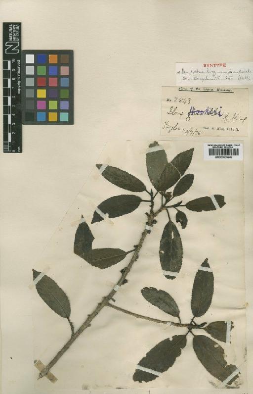 Ilex hookeri King - BM000839266