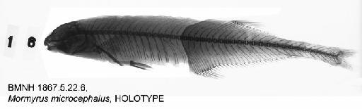 Mormyrus microcephalus Günther, 1867 - BMNH 1867.5.22.6, Mormyrus microcephalus, HOLOTYPE, Radiograph