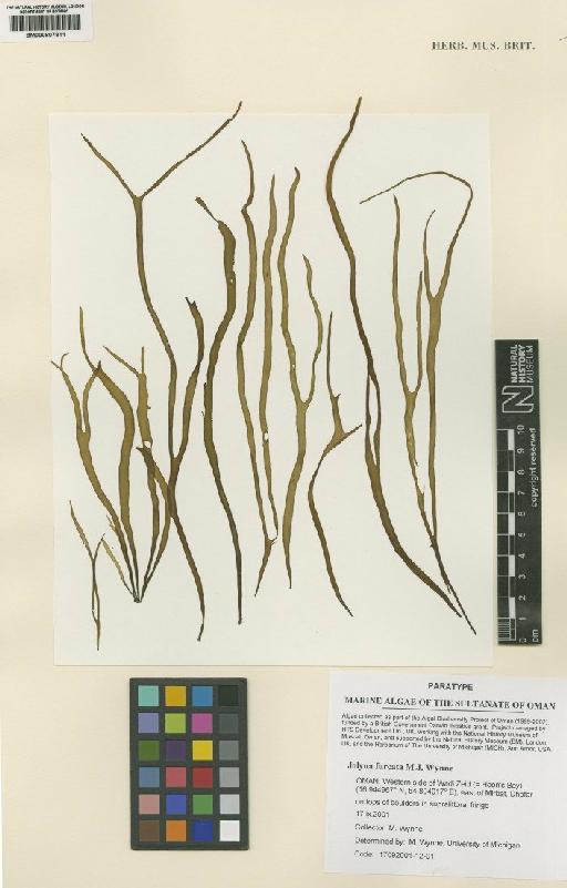 Jolyna furcata M.J.Wynne - BM000807811