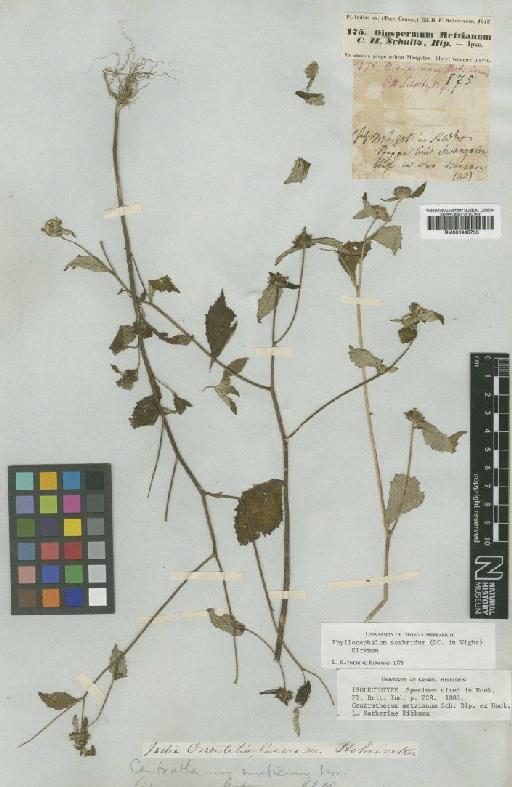 Phyllocephalum scabridum (DC.) K.Kirkman - BM000945733