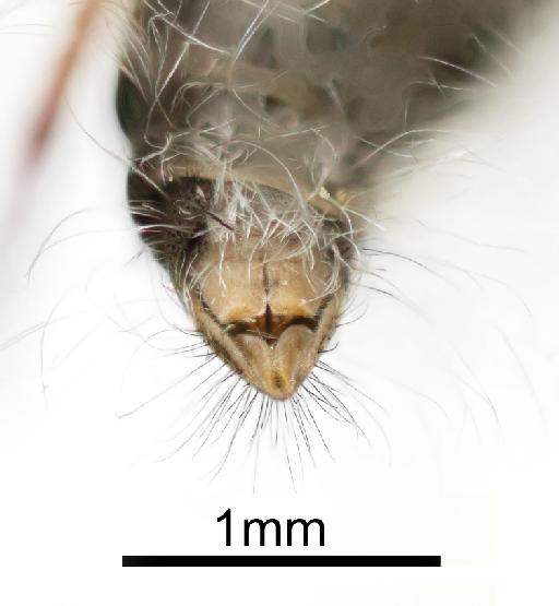 Pilosia incana Bowden - NHMUK010976528 PT Pilosia incana terminalia