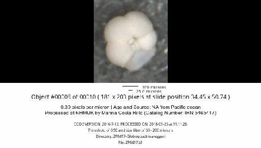 Neogloboquadrina dutertrei (d'Orbigny) - ZF6417-Globoquadrina-eggeri_obj00009_plane000.jpg