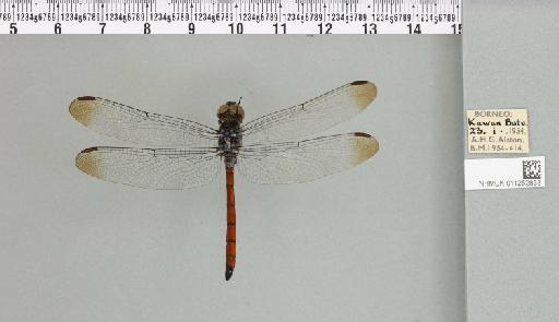Lathrecista asiatica (Fabricius, 1798) - 011252833_93020_1255057_2