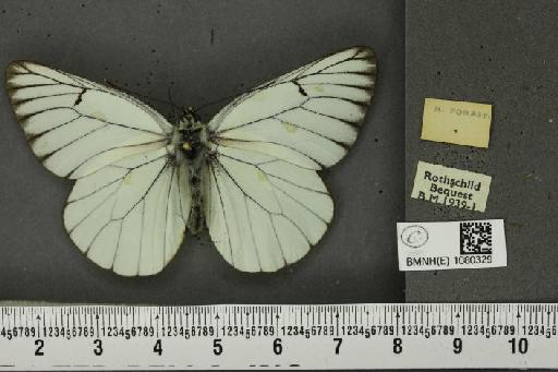 Aporia crataegi (Linnaeus, 1758) - BMNHE_1080329_69887