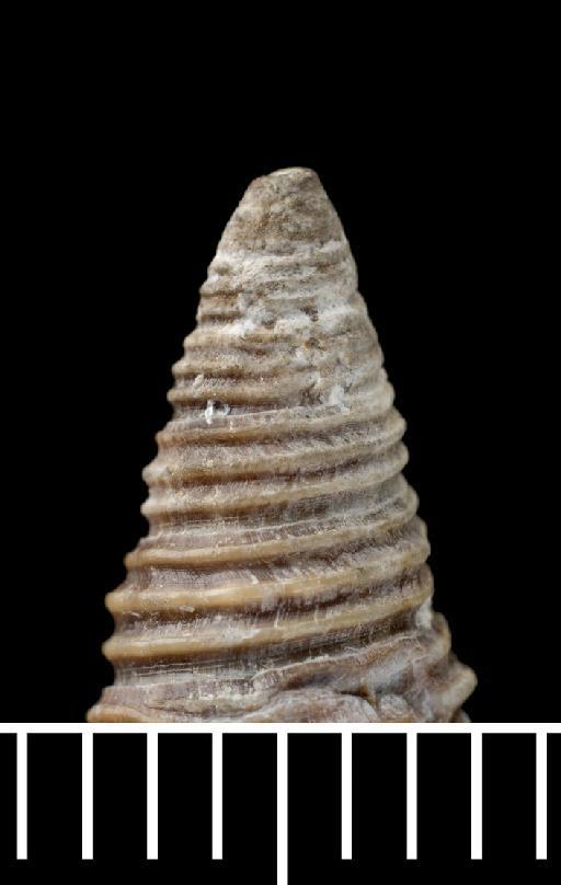 Pleurotoma bijubata Reeve, 1843 - 1963798_1_protoconch