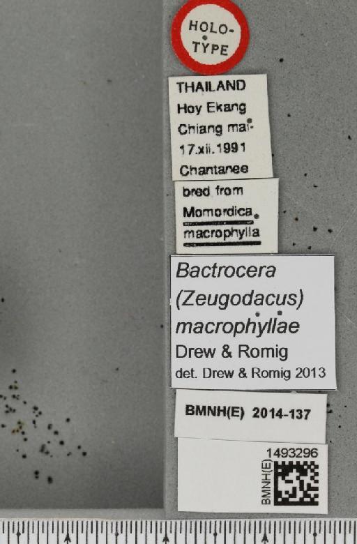 Bactrocera (Javadacus) macrophyllae Drew & Romig, 2013 - BMNHE_1493296_label_44156