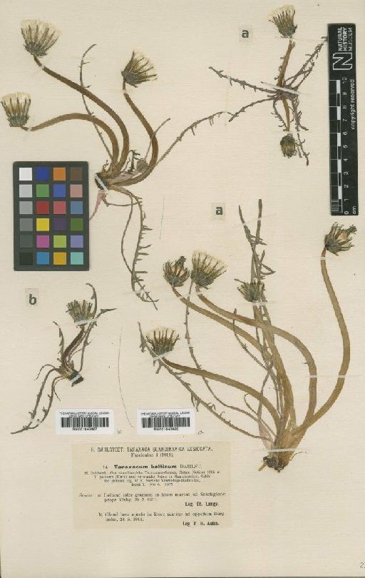 Taraxacum balticum Dahlst - BM001043427