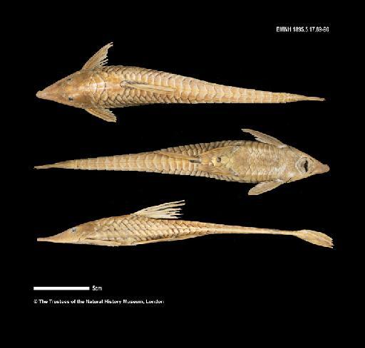 Oxyloricaria robusta Regan, 1904 - BMNH 1895.5.17.89, LECTOTYPE, Oxyloricaria robusta