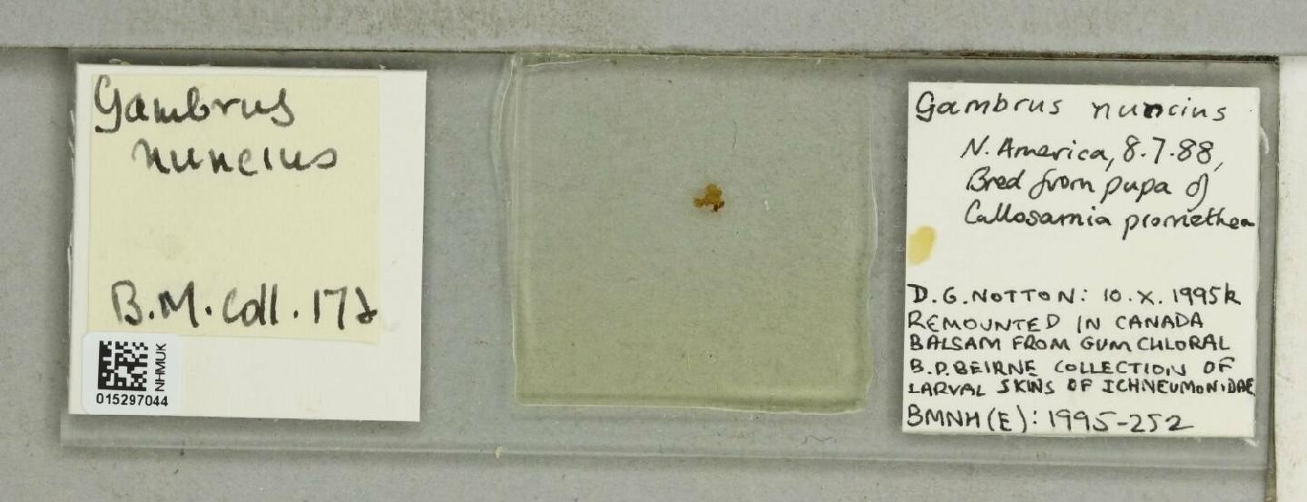 Gambrus amoenus