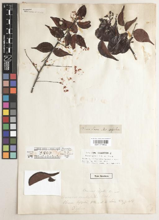 Rourea minor (Gaertn.) Merr. - BM013719692