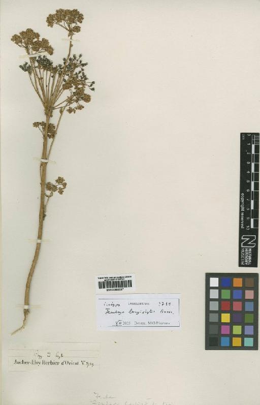 Ferulago longistylis Boiss - BM000885397