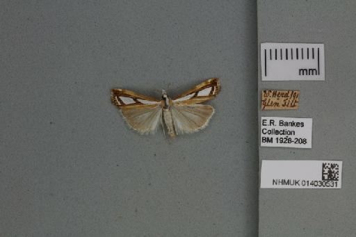 Catoptria permutatellus (Herrich-Schäffer, 1848) - 014030531_136823_1082908