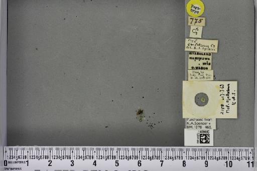 Melanagromyza chalcosoma Spencer, 1959 - BMNHE_1469895_45053