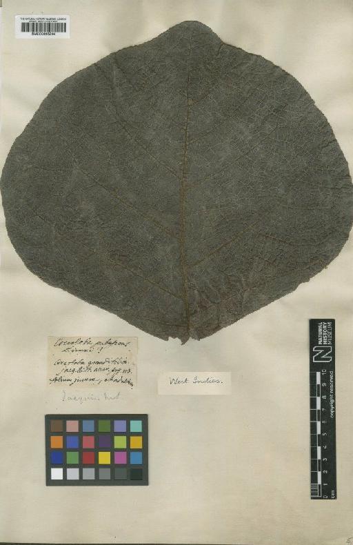 Coccoloba pubescens L. - BM000993244