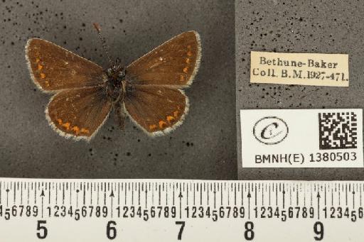 Aricia artaxerxes artaxerxes (Fabricius, 1793) - BMNHE_1380503_177101