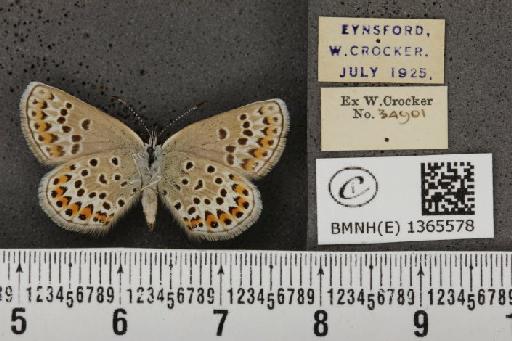 Plebejus argus cretaceus Tutt, 1909 - BMNHE_1365578_163955