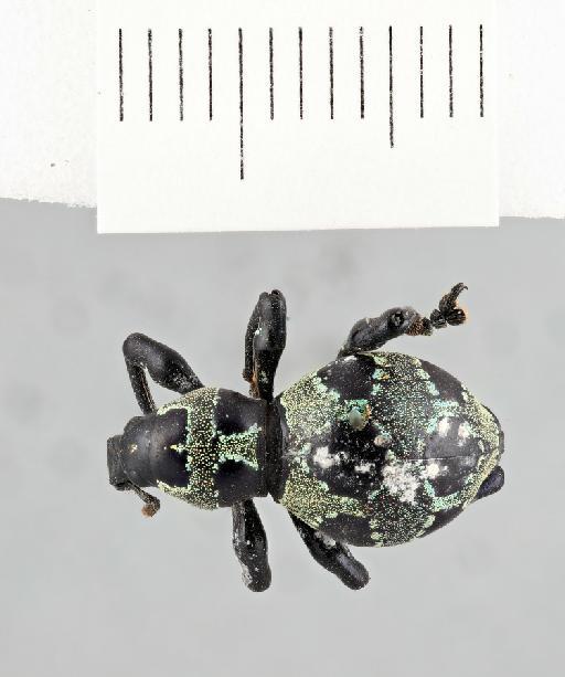 Pachyrhynchus orbifer Waterhouse, G.R., 1841 - P_orbifer_possible_type