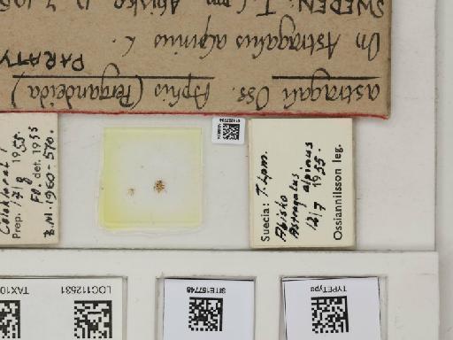 Aphis (Pergandeida) astragali Ossiannilsson, 1959 - 014227734_112531_1093096_157748_Type