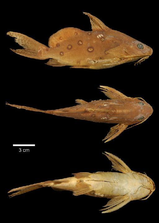 Synodontis ocellifer Boulenger, 1900 - 1901.7.17.7; Synodontis ocellifer; type; ACSI Project image