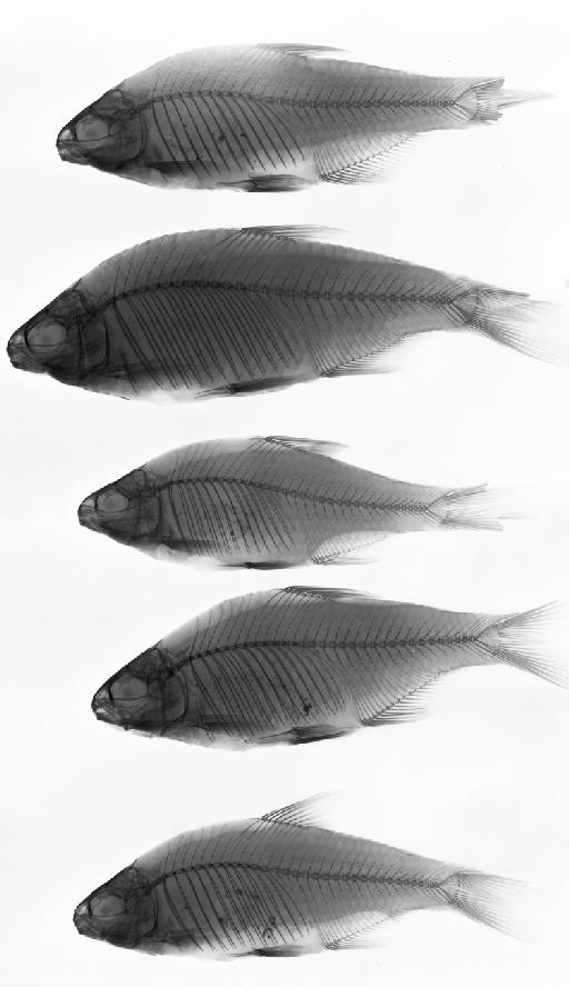 Tetragonopterus iheringii Boulenger, 1887 - BMNH 1886.3.15.31-34, Tetragonopterus iheringii, PARALECTOTYPES, radiograph, a