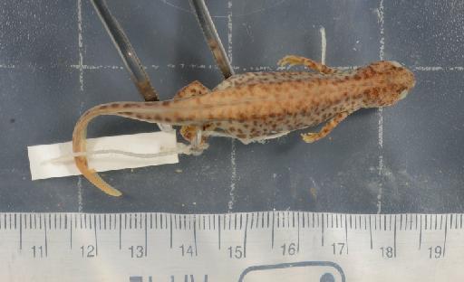 Ommatotriton vittatus - 1946.9.6.9-pic1