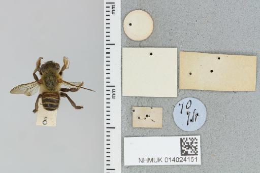 Megachile (Pseudocentron) barbatula Smith, F., 1879 - 014024151_additional