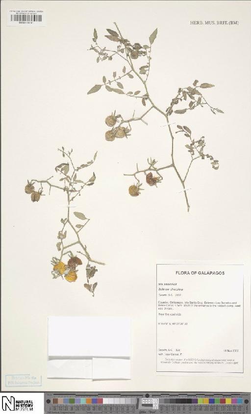 Solanum cheesmaniae (L.Riley) Fosberg × S. pimpinellifolium L. - BM001120181