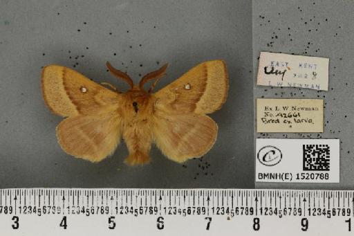 Lasiocampa trifolii flava Chalmers-Hunt, 1962 - BMNHE_1520788_192427