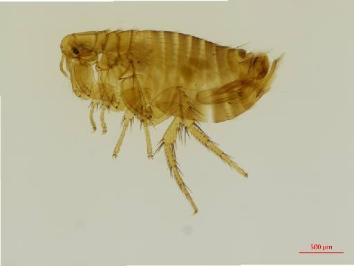 Polygenis acodontis Jordan & Rothschild, N. C., 1923 - 010179152_specimen