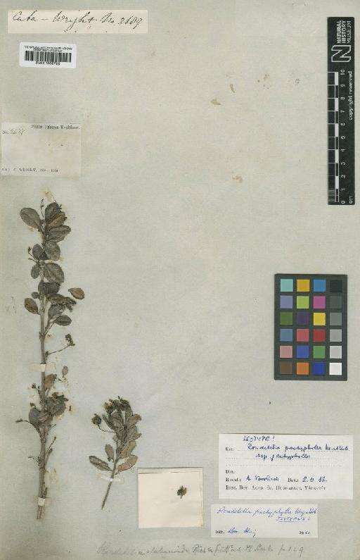 Rondeletia pachyphylla J.C.Krug & Urb. - BM001008786