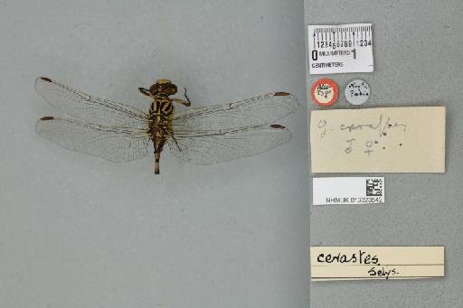 Onychogomphus cerastis Selys, 1854 - 013323542_dorsal