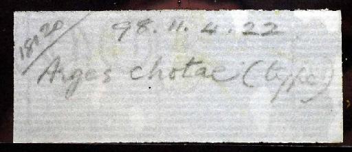 Arges chotae Regan, 1904 - 1898.11.4.22; Arges chotae; image of jar label; ACSI project image