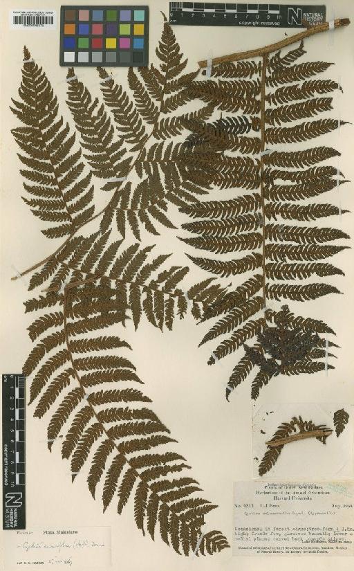 Cyathea aeneifolia (Alderw.) Domin - BM001048072