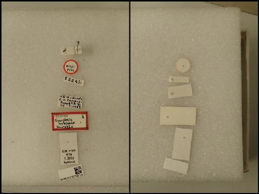 Sympiesis hyblaeae Surekha, 1996 - Sympiesis hyblaeae Surekha, 1996 NHMUK010198725 Hym Type 5.3953 labels