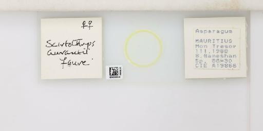 Scirtothrips aurantii Faure, 1929 - 014308949_833542_1613407_157799_NonType