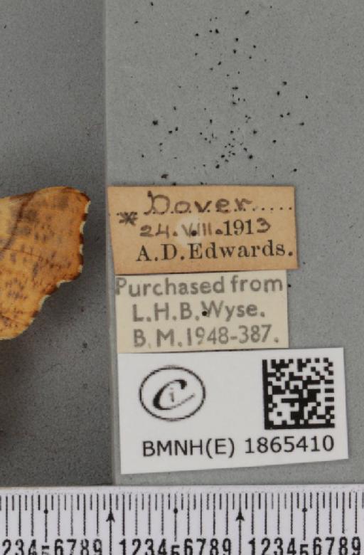Ennomos autumnaria ab. aurantiaca Lempke, 1951 - BMNHE_1865410_label_432293